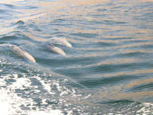 musandam_delfine