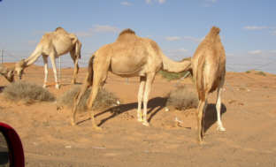wueste_camel2