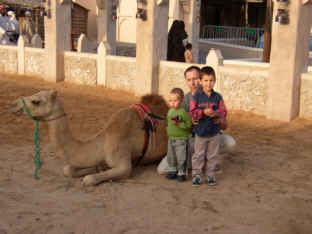 dubai_camel_kinder