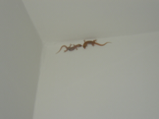 compound_gecko